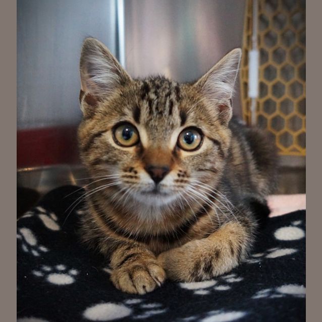 Photo of Otis