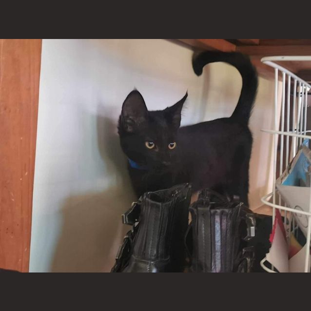 Photo of Skipper Meet Me At Petstock Keysborough Store 