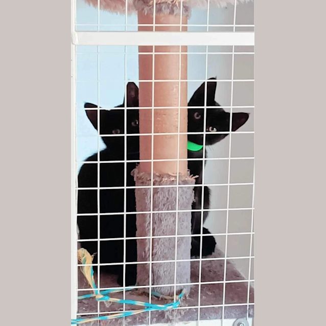 Photo of Skipper Meet Me At Petstock Keysborough Store 