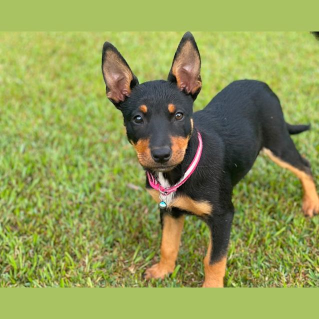 Photo of Daisy