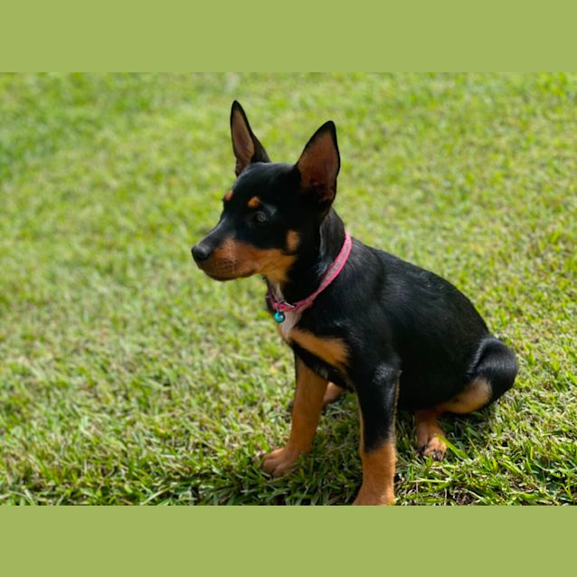 Photo of Daisy