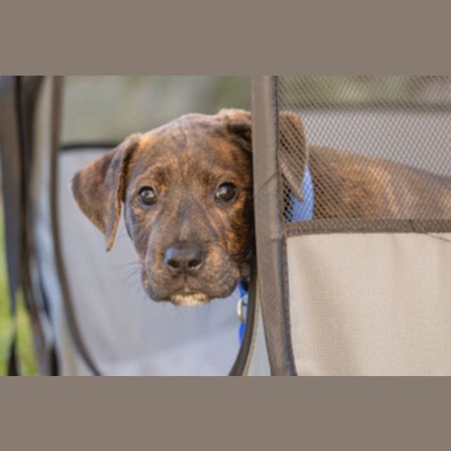 Photo of Jethro   8 Week Old Cattle Dog X (Trial)
