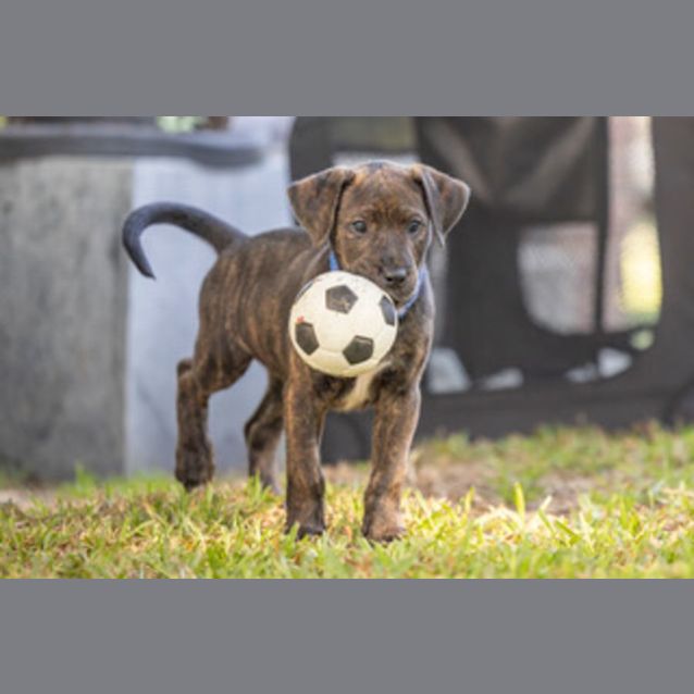 Photo of Jethro   8 Week Old Cattle Dog X (Trial)