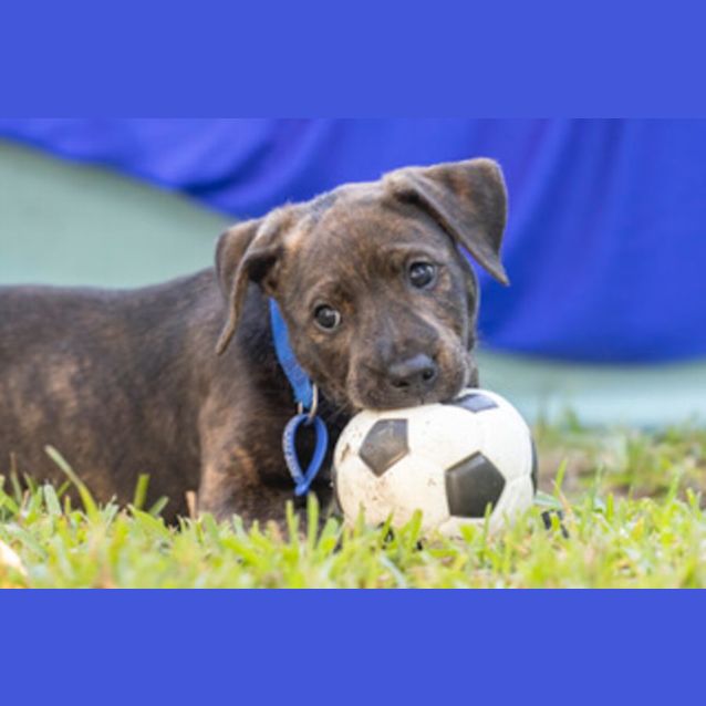 Photo of Jethro   8 Week Old Cattle Dog X (Trial)