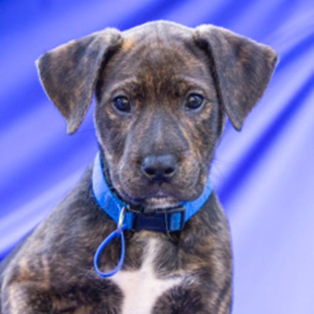 Photo of Jethro   8 Week Old Cattle Dog X (Trial)