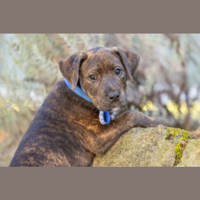 Photo of Jethro   8 Week Old Cattle Dog X (Trial)