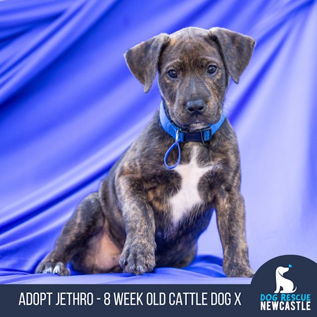 Photo of Jethro   8 Week Old Cattle Dog X (Trial)