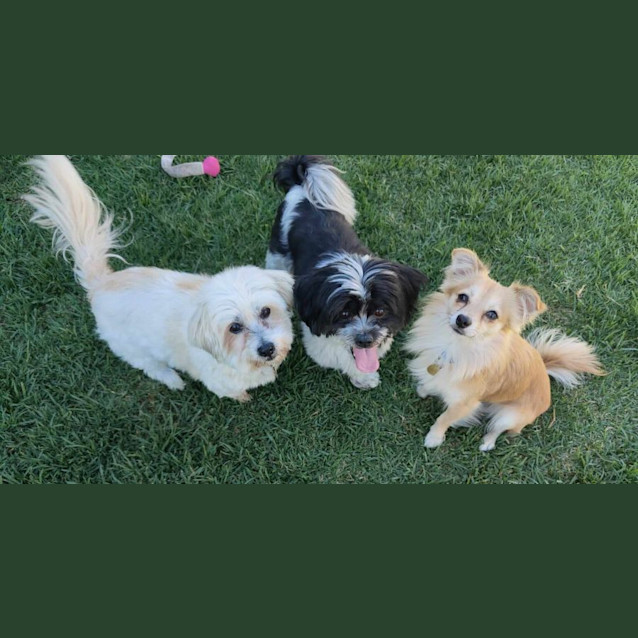 Photo of Perrito