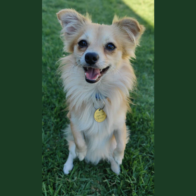 Photo of Perrito