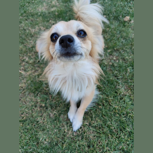 Photo of Perrito