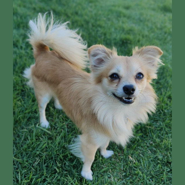 Photo of Perrito