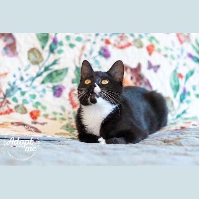 Photo of 💜💜 Kit Kat 💜💜