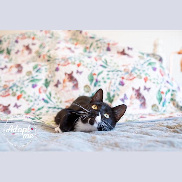 Photo of 💜💜 Kit Kat 💜💜