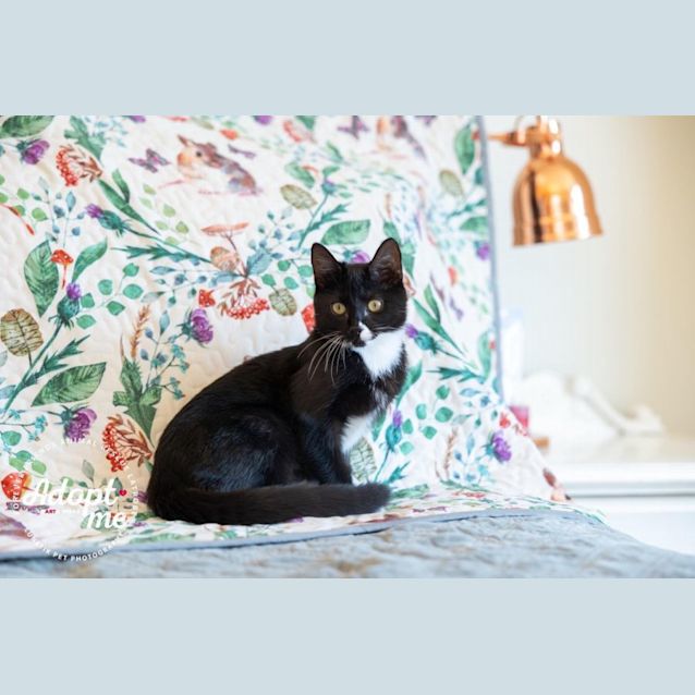 Photo of 💜💜 Kit Kat 💜💜