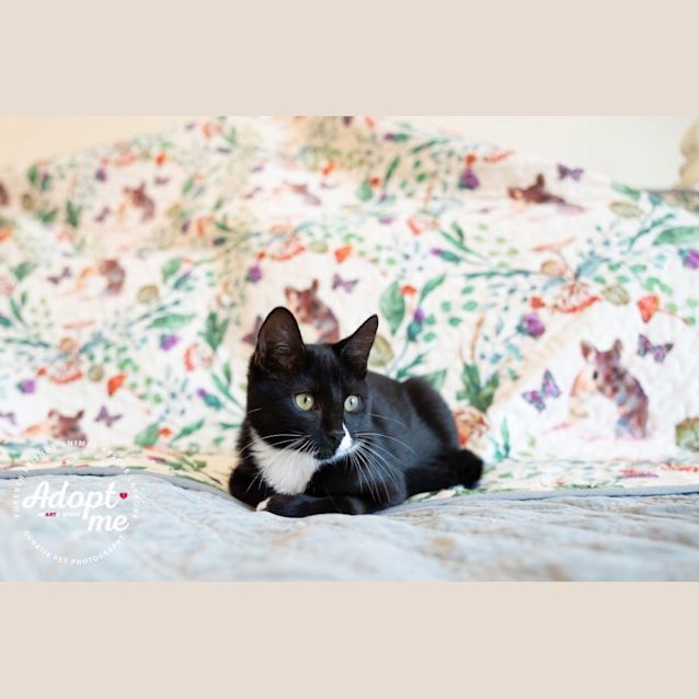 Photo of 💜💜 Kit Kat 💜💜