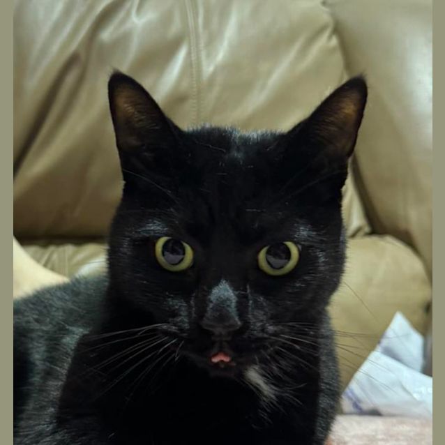 Photo of Simba And Salem