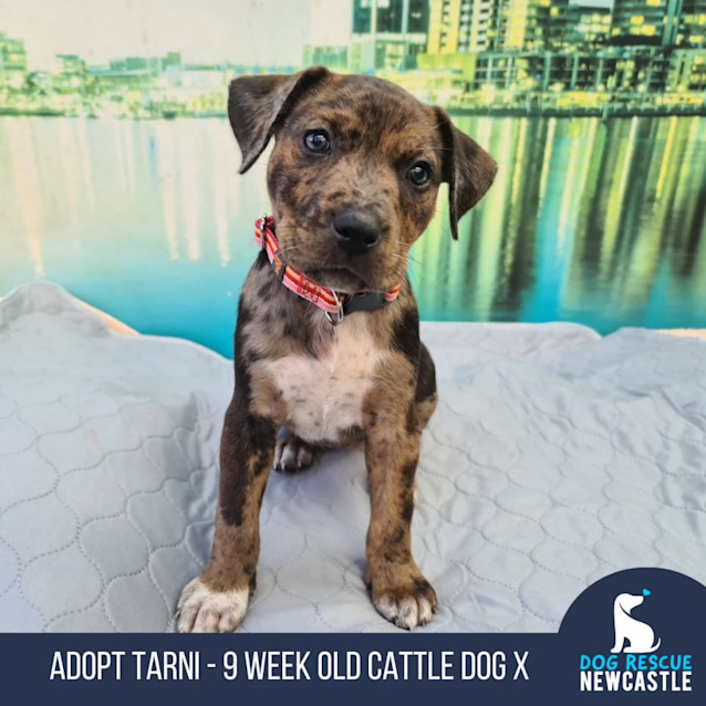 Photo of Tarni   9 Week Old Australian Cattle Dog X (Trial)