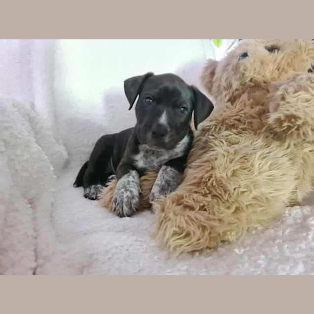 Photo of Tia   9 Week Old Australian Cattle Dog X