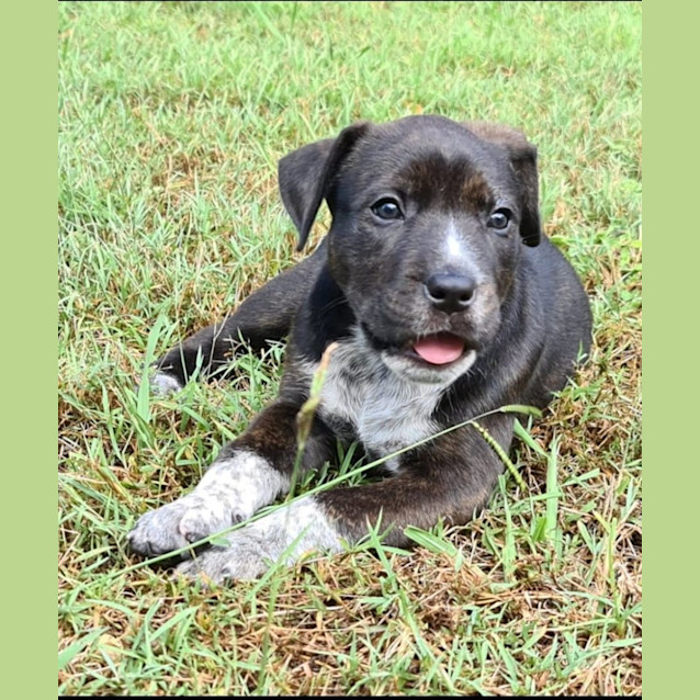 Photo of Tia   9 Week Old Australian Cattle Dog X
