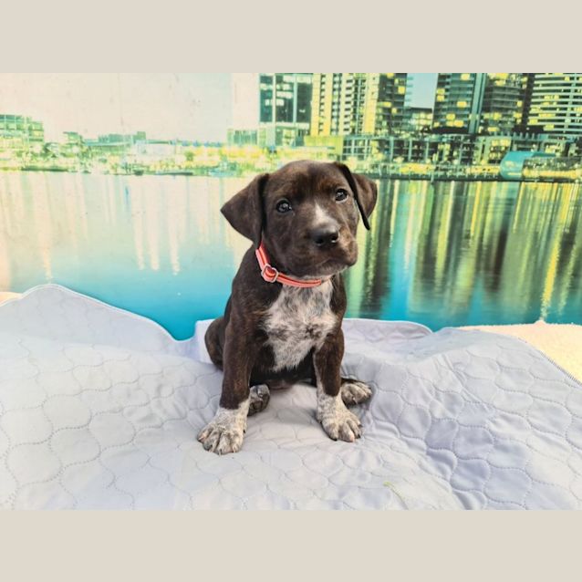 Photo of Tia   9 Week Old Australian Cattle Dog X
