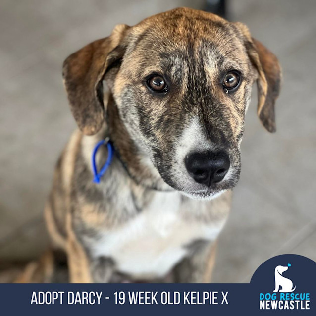 Photo of Darcy   19 Week Old Kelpie X (Trial)