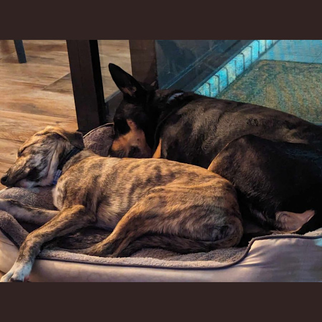 Photo of Darcy   19 Week Old Kelpie X (Trial)