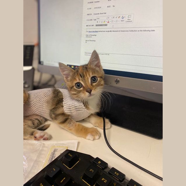 Photo of Bubbles   Located In Kew