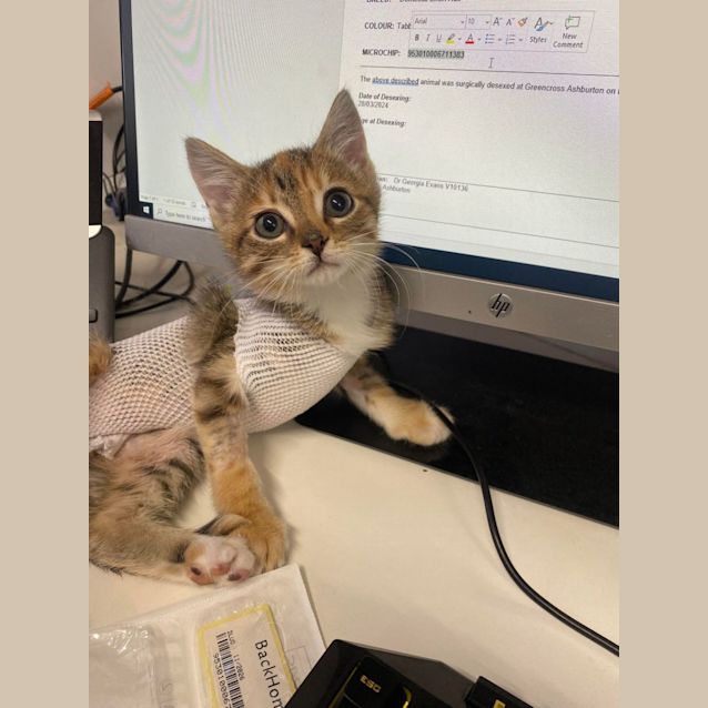 Photo of Bubbles   Located In Kew