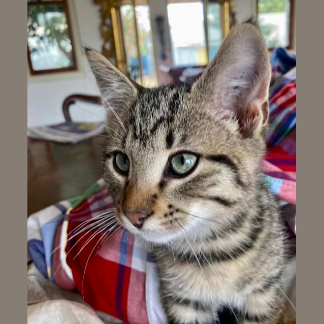 Photo of Ari   Located In Ivanhoe