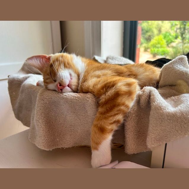 Photo of Roux   Located In Lower Plenty