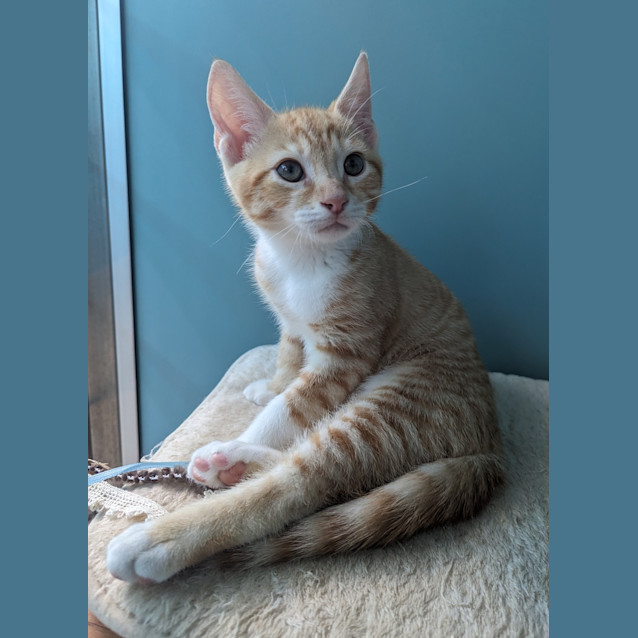 Photo of Maverick