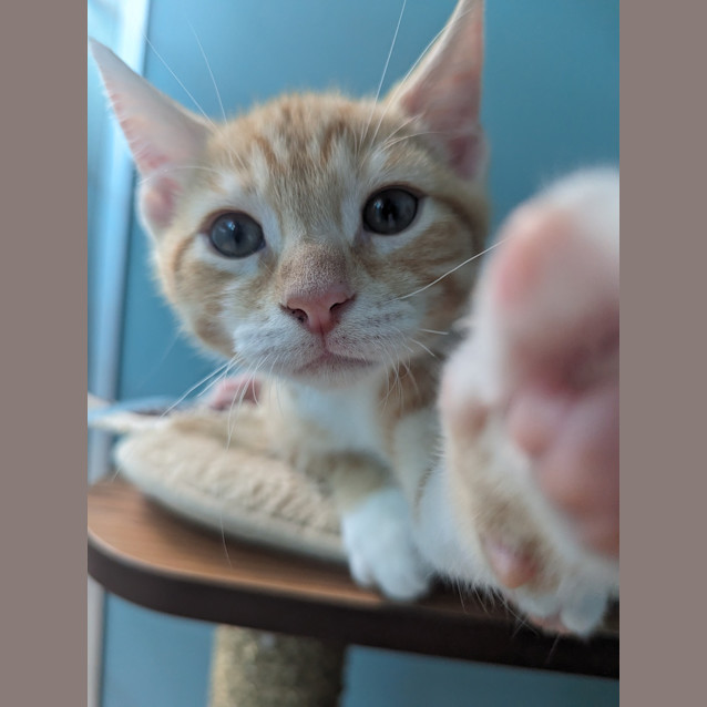 Photo of Maverick