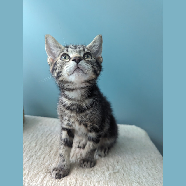 Photo of Ripley