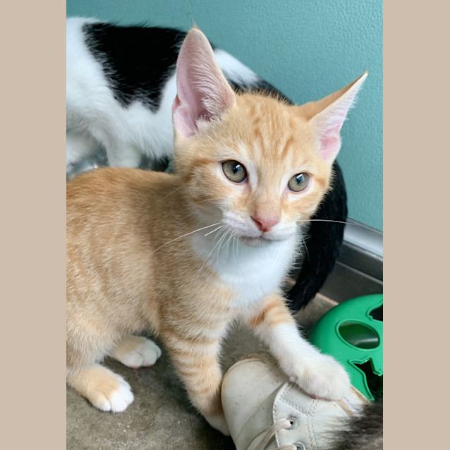 Photo of Maverick