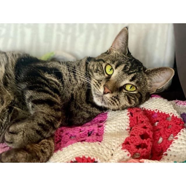 Photo of 5051   Tabby