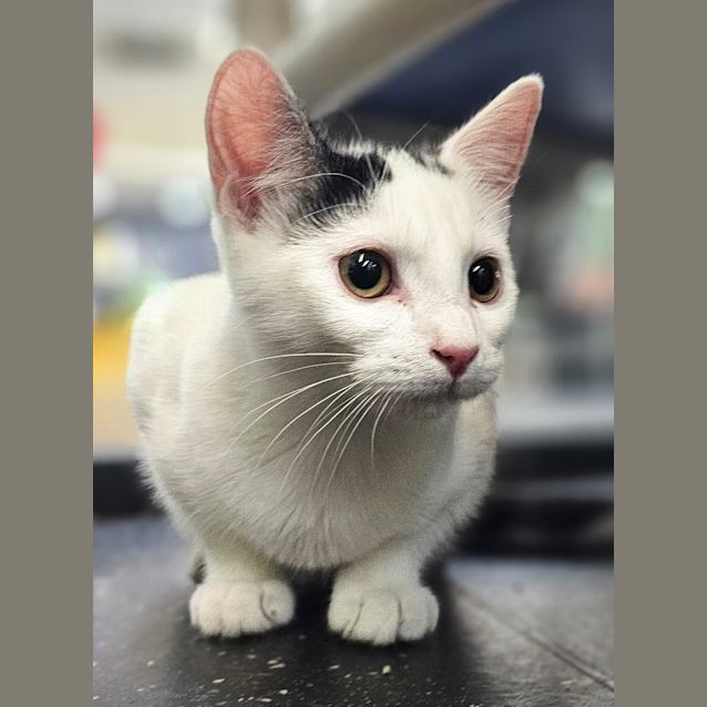 Photo of Cleo