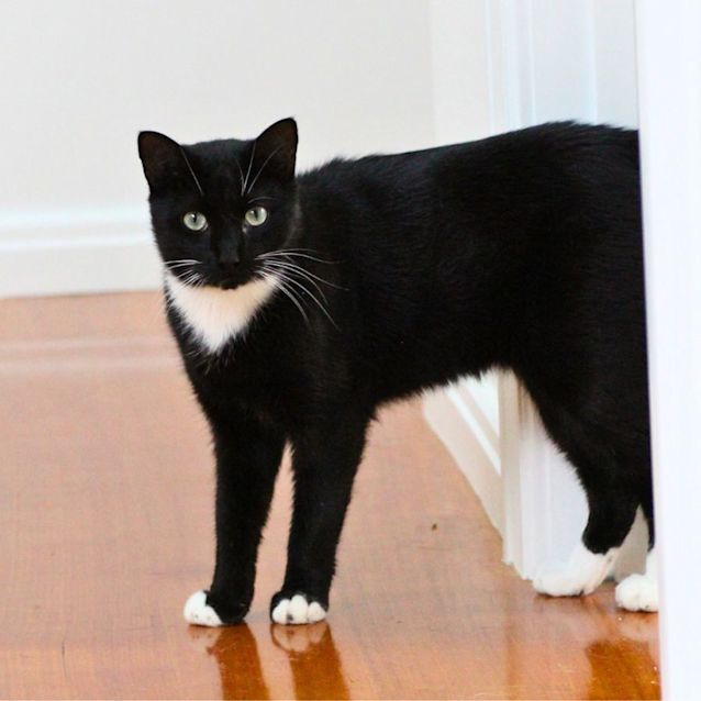 Photo of Lewis (Lew Lou)