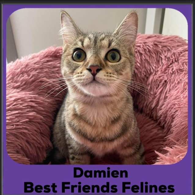 Photo of Damien