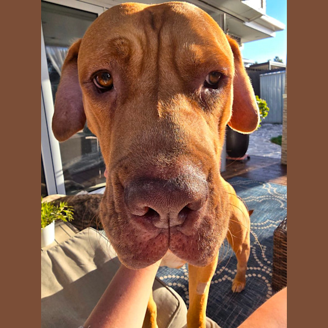 Photo of Boofy