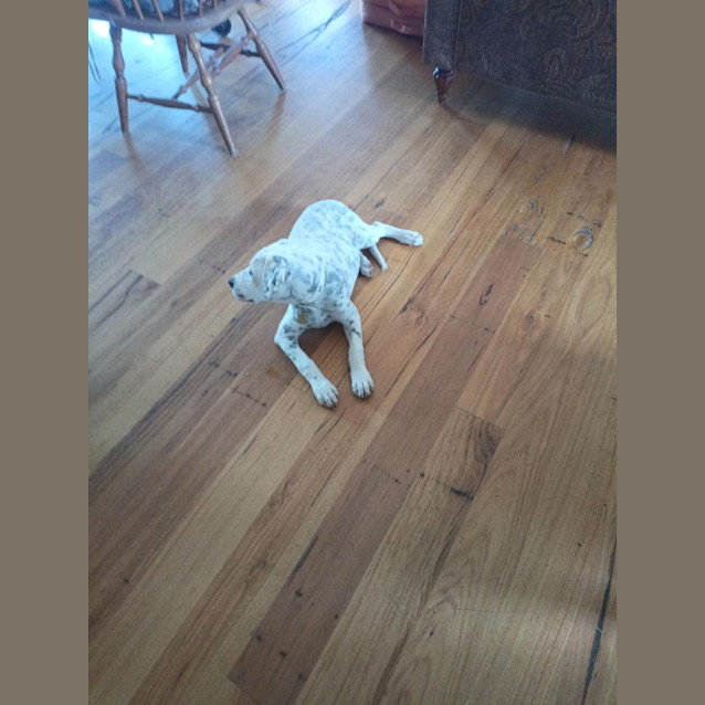 Photo of Damsel
