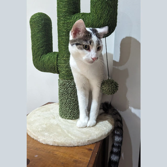 Photo of King Julian