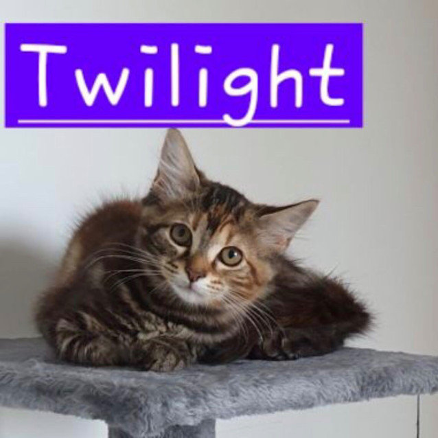 Photo of Twilight