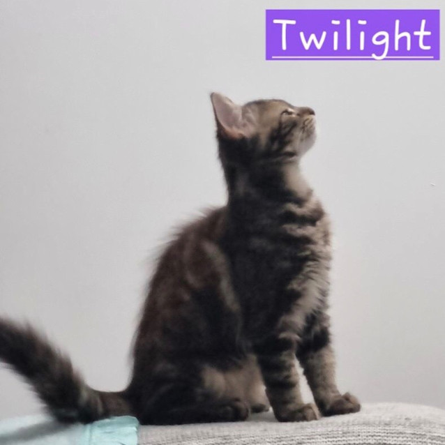 Photo of Twilight