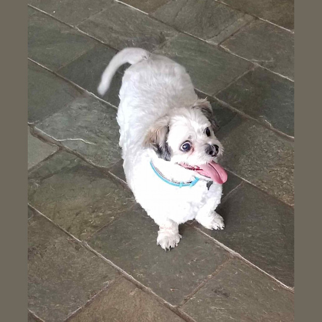 Shadow Small Male Maltese x Shih Tzu x Poodle Mix Dog in NSW PetRescue