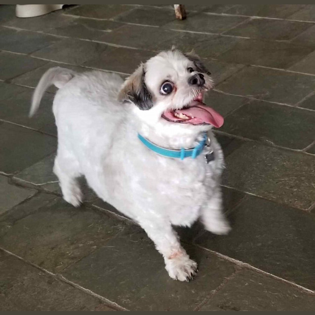 Shadow Small Male Maltese x Shih Tzu x Poodle Mix Dog in NSW PetRescue