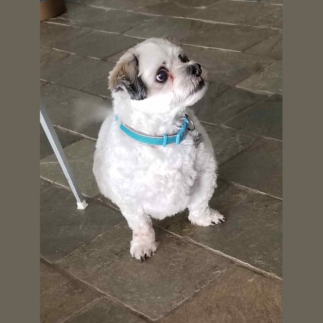 Shadow Small Male Maltese x Shih Tzu x Poodle Mix Dog in NSW PetRescue