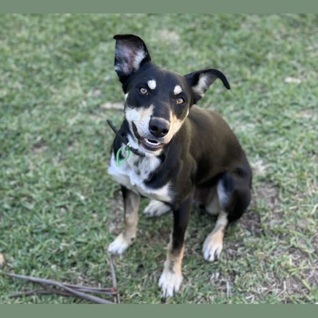 Photo of Roxy