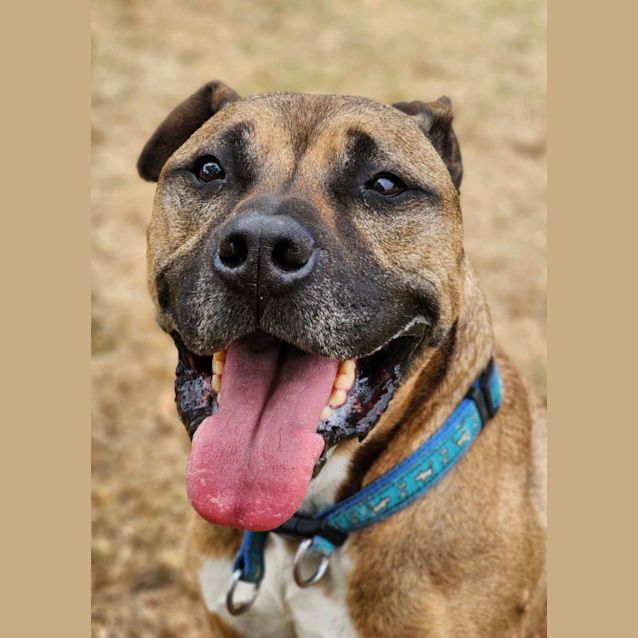 Photo of 👑 Kojak C04852 👑