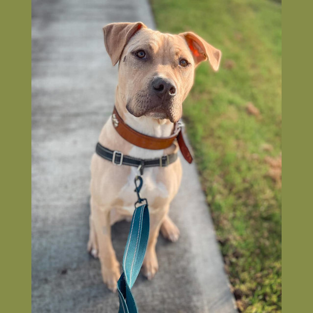 Photo of Humphrey D. Dog