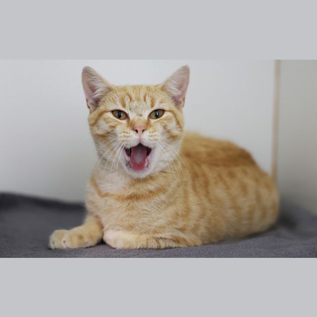 Photo of Fergus